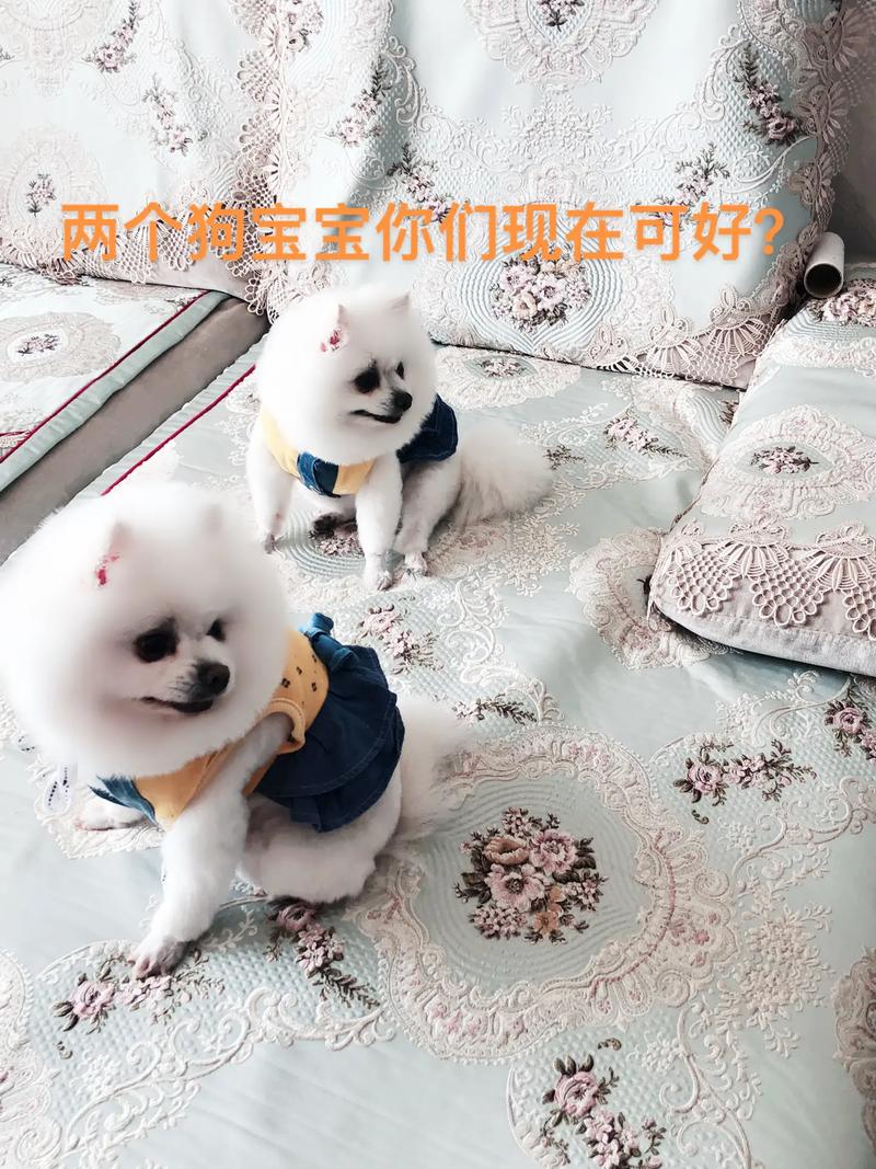 狗狗宝钱包下载最新版-狗狗宝钱包下载官网手机版